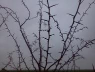 Купріне з panoramio.com