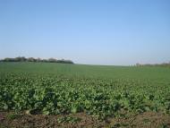 Закупне з panoramio.com