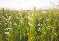 Рожнятів - Останні фото