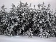 Дубовичі з panoramio.com