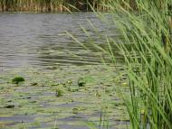 Стеблів з panoramio.com