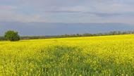 Новорозсош з panoramio.com