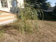 Шпола-географічний центр України