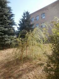 Шпола-географічний центр України