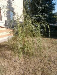 Шпола-географічний центр України