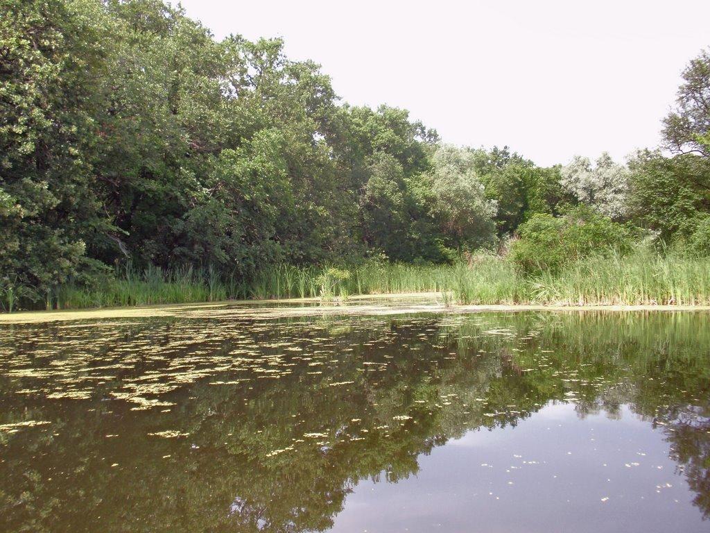 Кияшки з panoramio.com - Кияшки