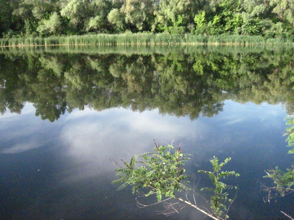 Кияшки з panoramio.com - Кияшки
