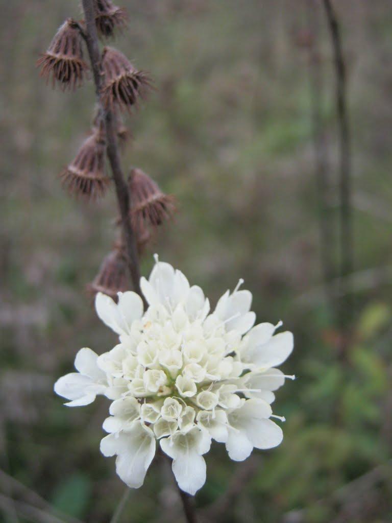 Христофорівка з panoramio.com - Христофорівка