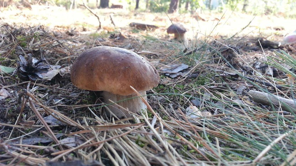 Мархалівка з panoramio.com - Мархалівка