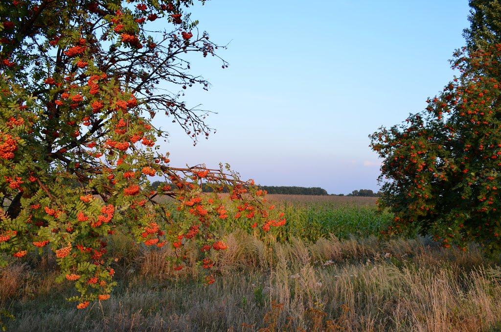 Кибинці з panoramio.com - Кибинці