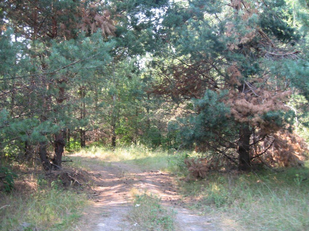 Лебедівка з panoramio.com - Лебедівка