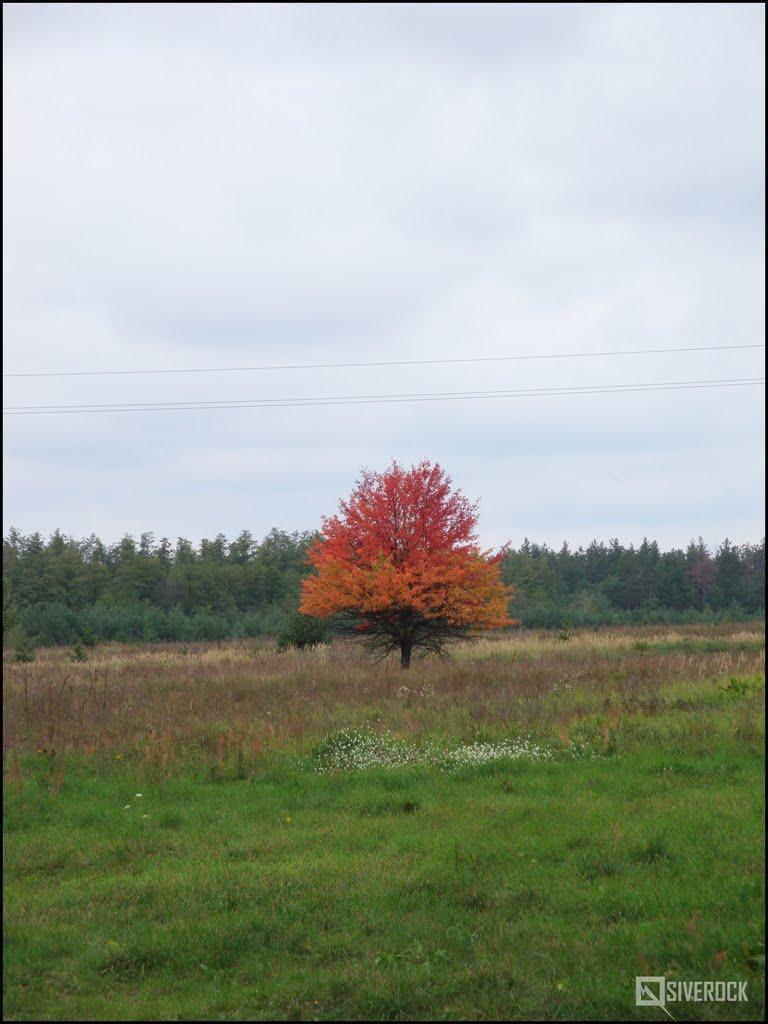 Лучківка з panoramio.com - Лучковка