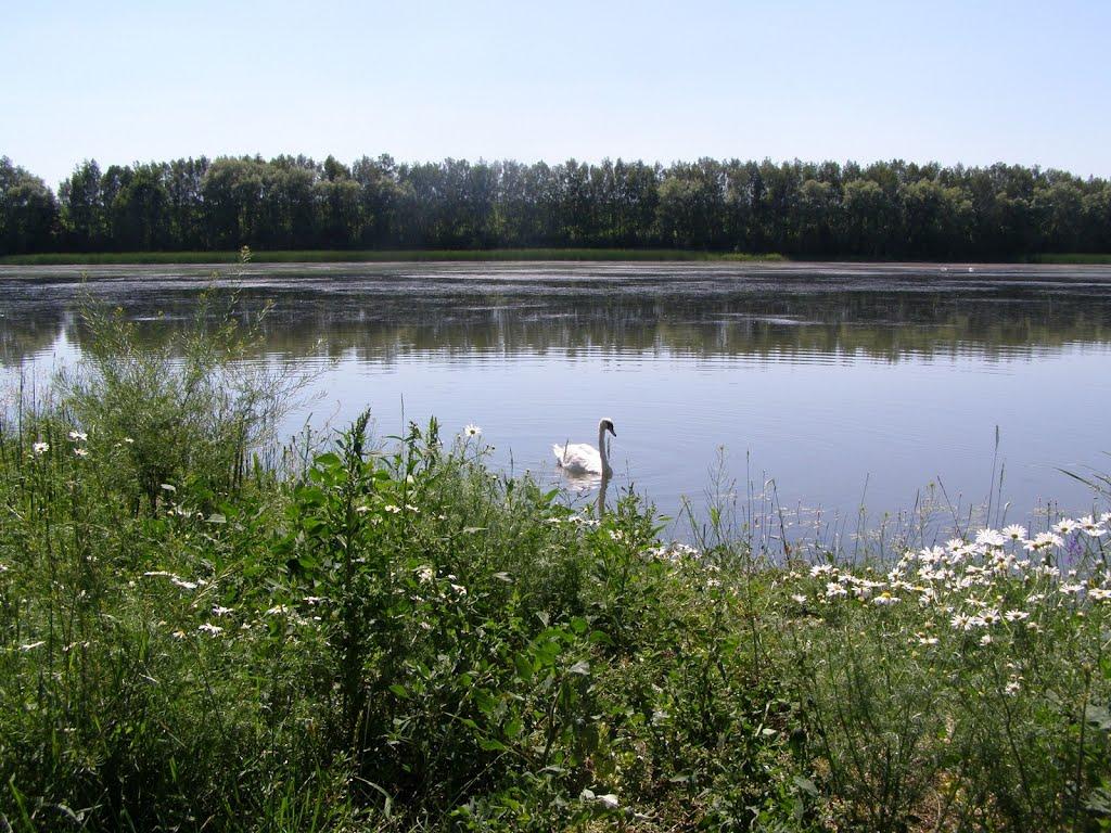 Підлісний Ялтушків з panoramio.com - Pidlisnyy Jaltushkiv