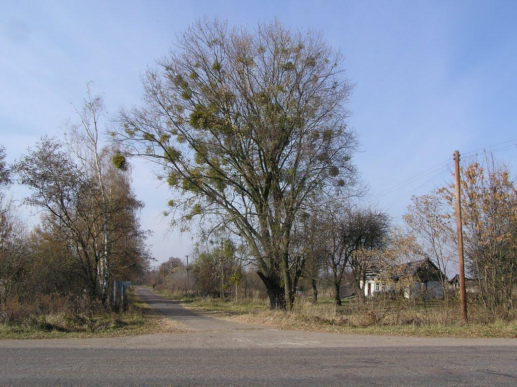 Купище з panoramio.com - Купище