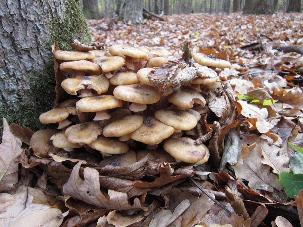 Маньківка з panoramio.com - Маньківка