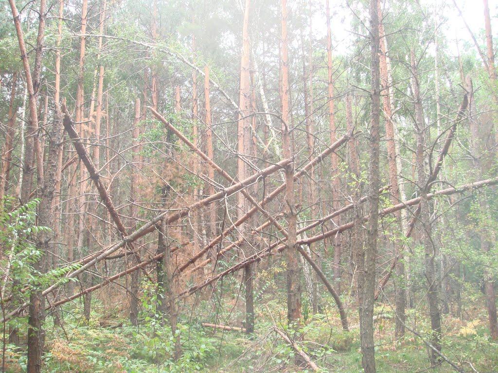 Кодра з panoramio.com - Кодра