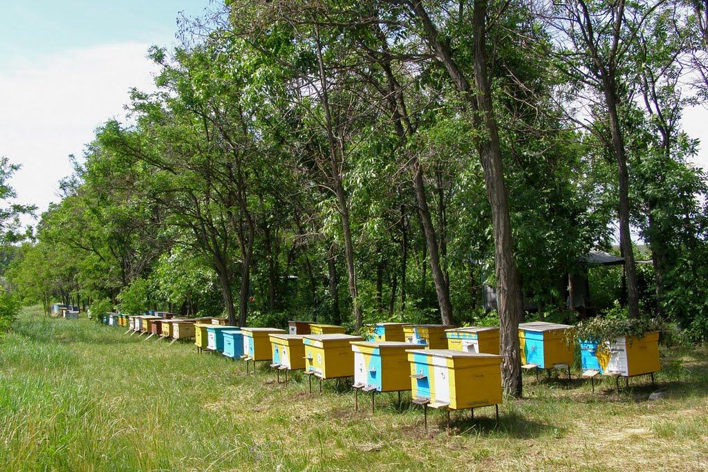 Заайдарівка з panoramio.com - Заайдарівка