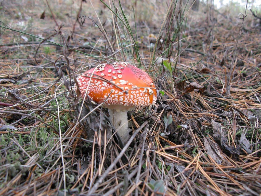 Есхар з panoramio.com - Есхар