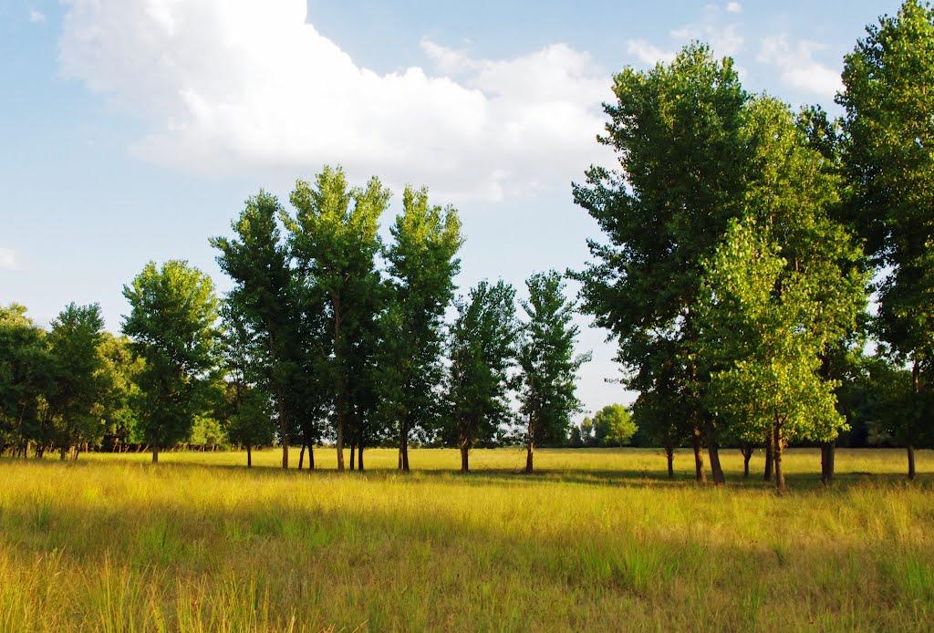 Вилкове з panoramio.com (ч.2) - Вилкове