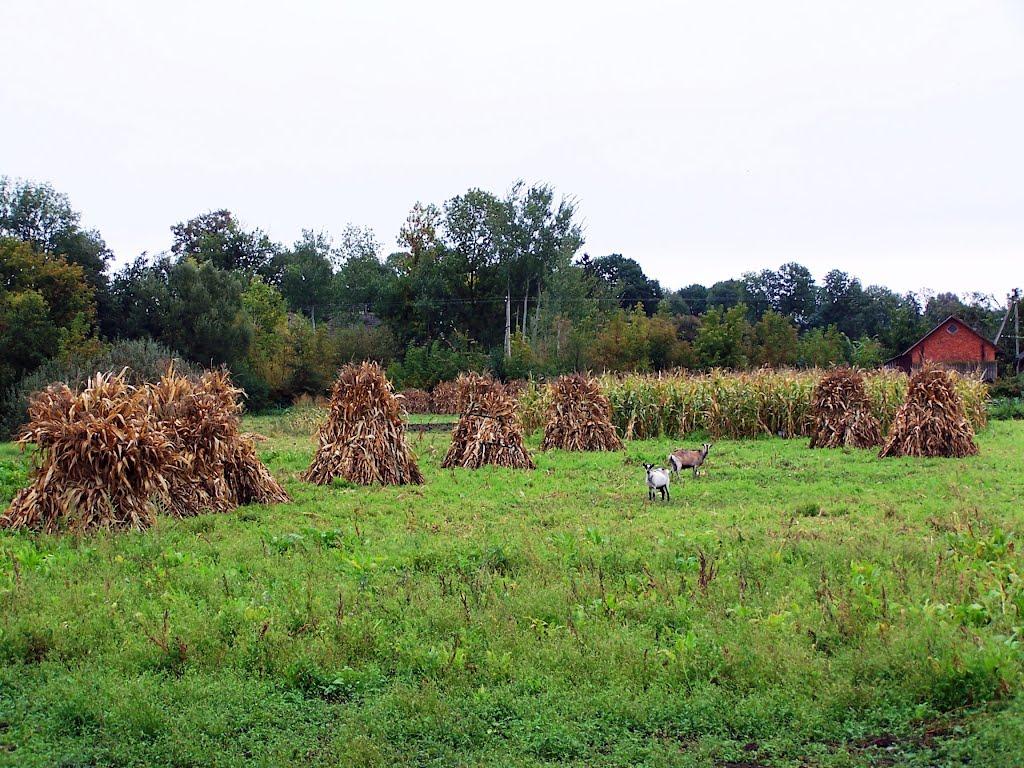 Райківці з panoramio.com - Райківці
