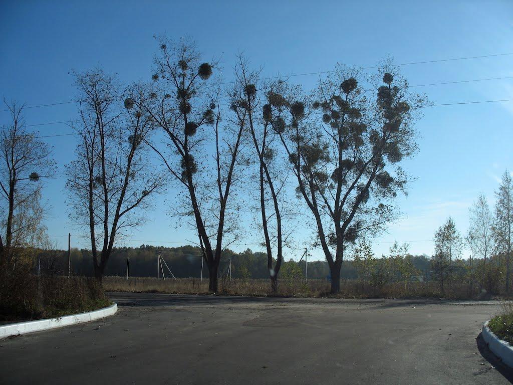 Березівка з panoramio.com - Березівка