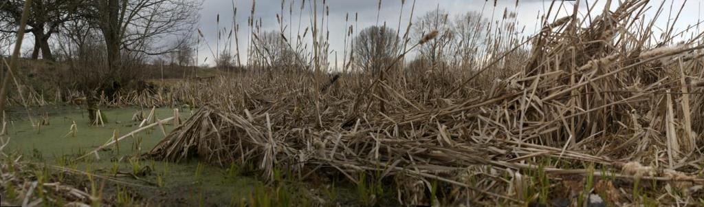Стаївка з panoramio.com - Стаївка