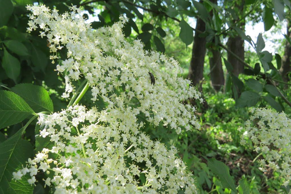 Софіївка з panoramio.com - Софиевка