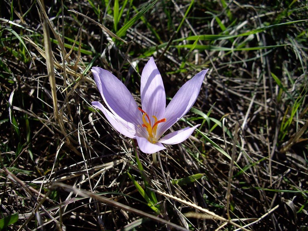 Комсомольське з panoramio.com - Комсомольське