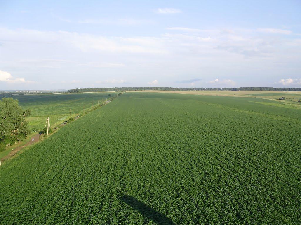 Шебутинці з panoramio.com - Шебутинцы