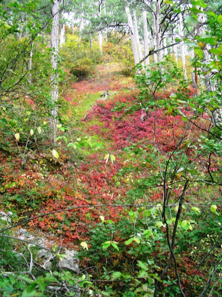 Виноградне з panoramio.com - Виноградное