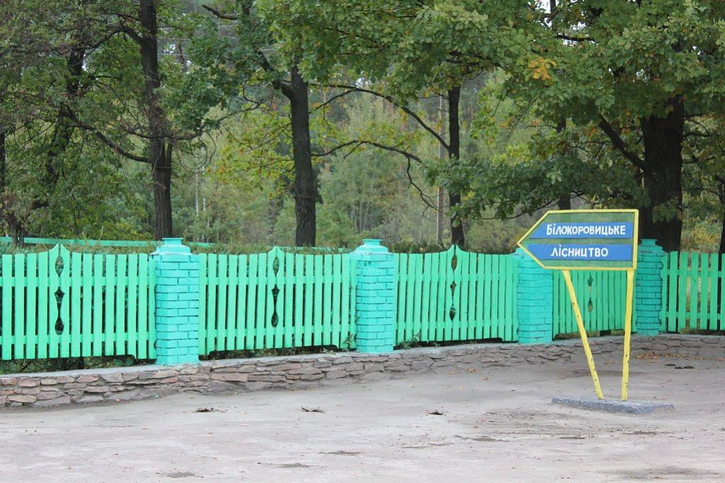 Нові Білокоровичі з panoramio.com - Нові Білокоровичі