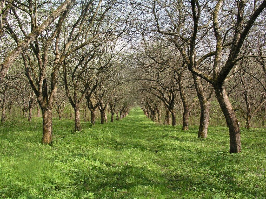 Драганівка з panoramio.com - Драгановка