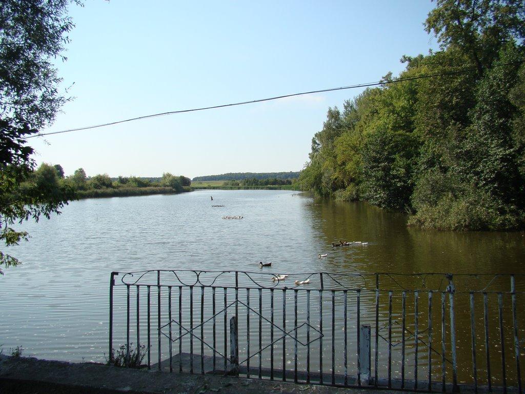 Пеньки з panoramio.com - Пеньки