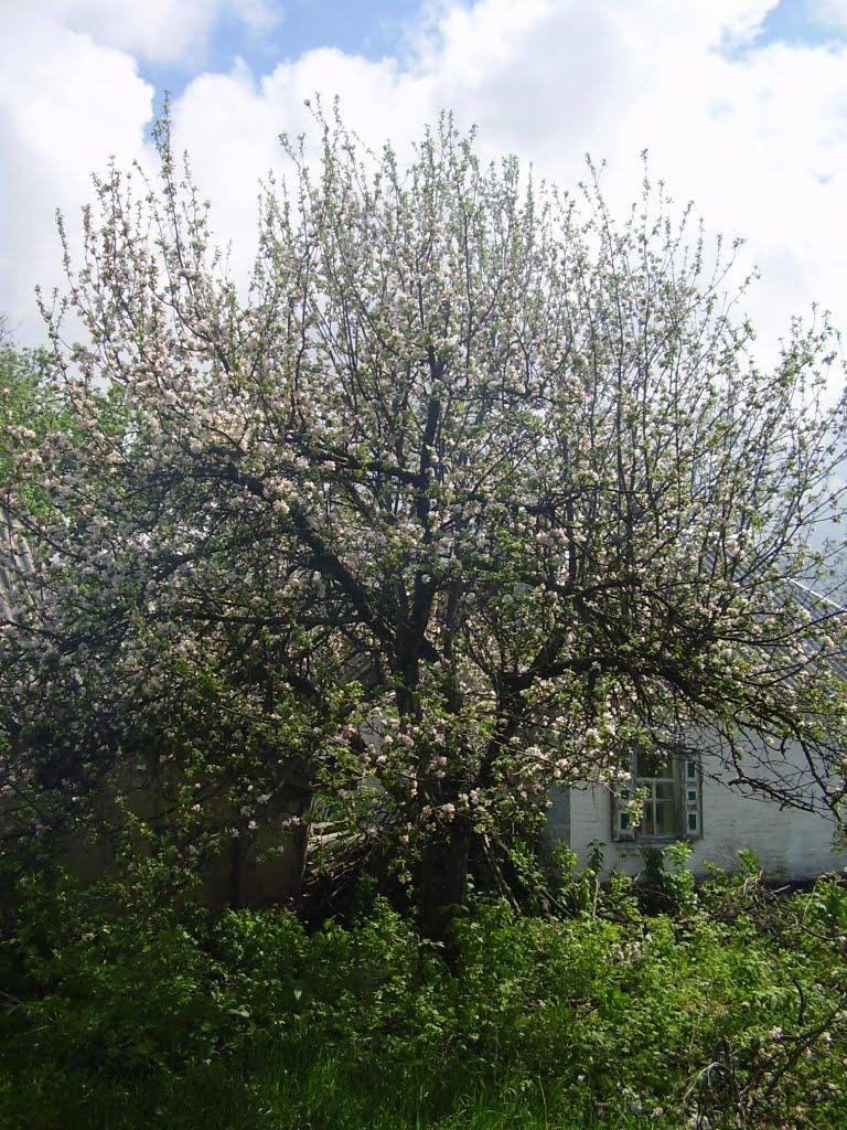 Грушківка з panoramio.com - Грушківка