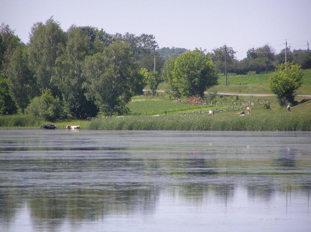 Підлісний Ялтушків з panoramio.com - Pidlisnyy Jaltushkiv