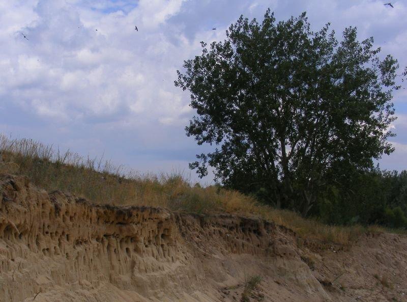 Дробишеве з panoramio.com - Дробышево