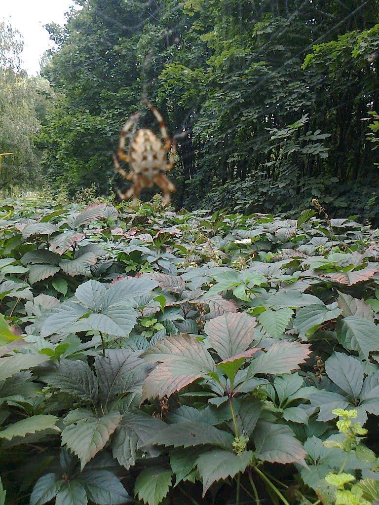Кам'яне Поле з panoramio.com - Каменное Поле