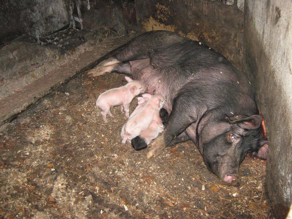 Заверешиця з panoramio.com - Заверешиця