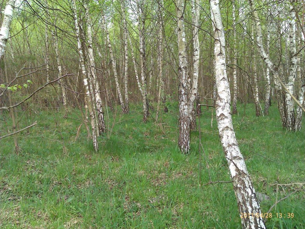 Облапи з panoramio.com - Облапи