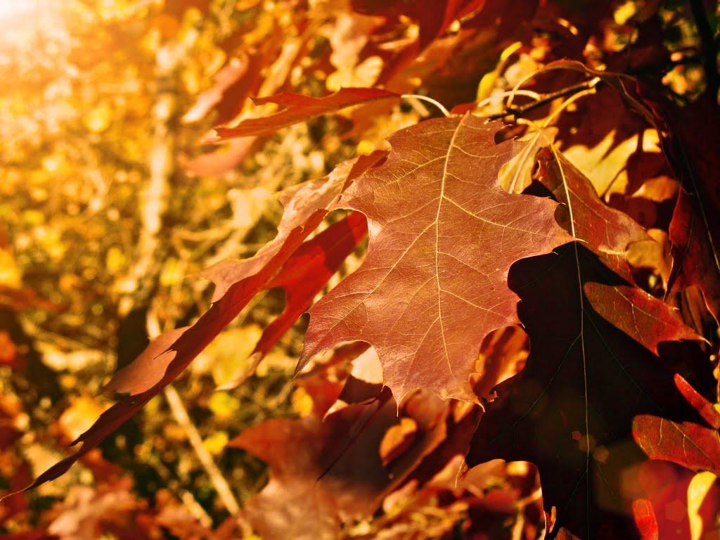 Звози з panoramio.com - Звози