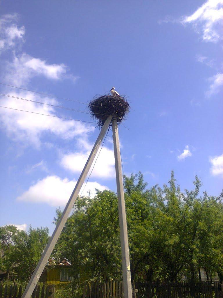 Росільна з panoramio.com - Росільна