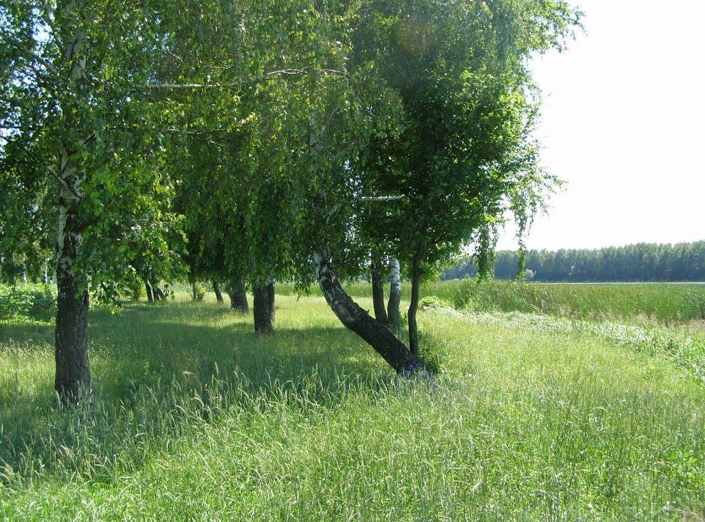 Підлісний Ялтушків з panoramio.com - Pidlisnyy Jaltushkiv