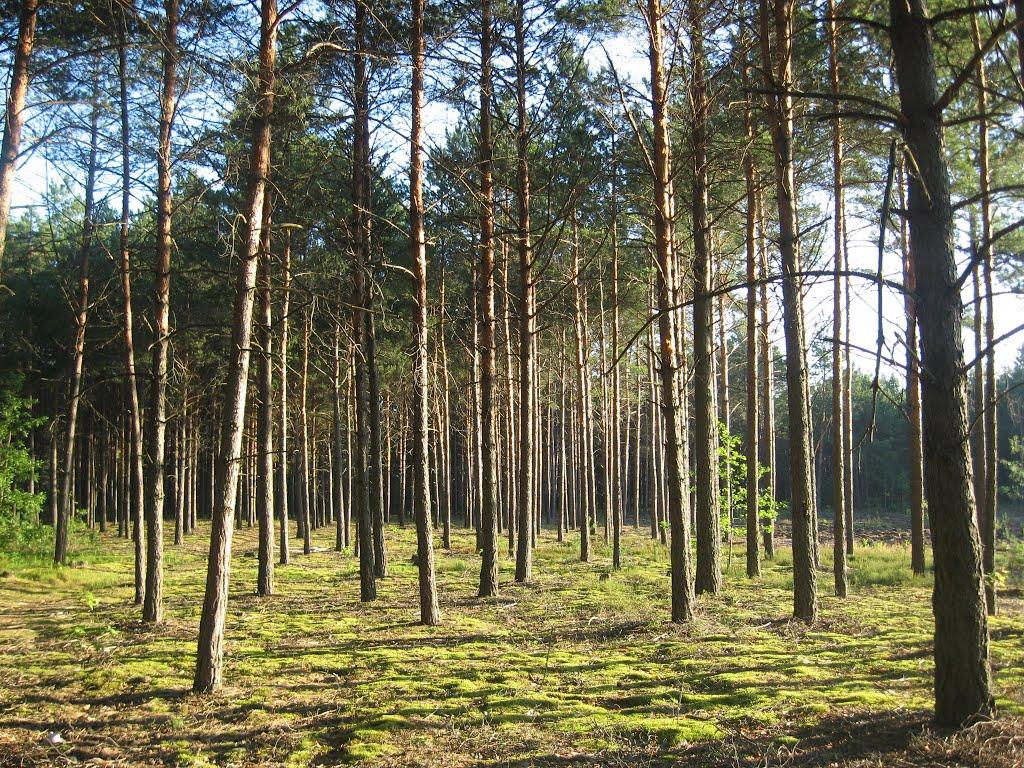 Деревок з panoramio.com - Деревок