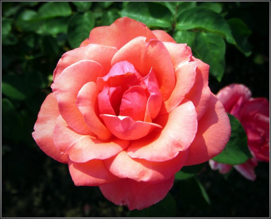 Кам'яне Поле з panoramio.com - Каменное Поле