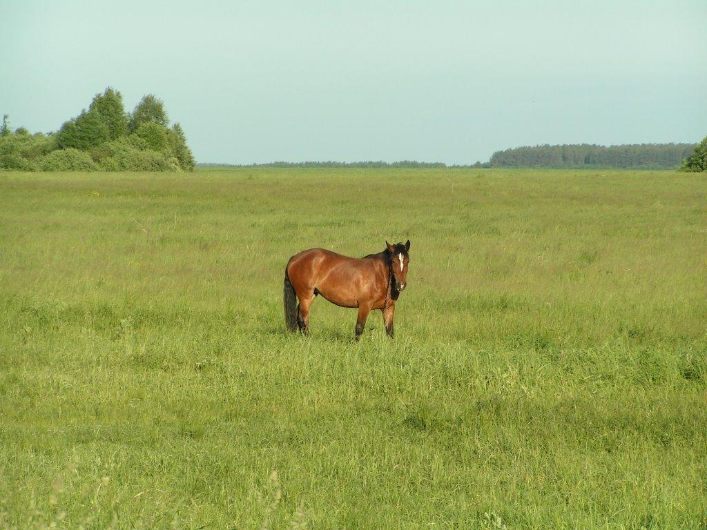 Галаганівка з panoramio.com - Галаганівка