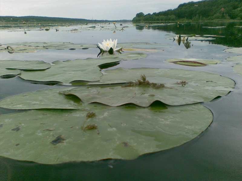 Івачів Горішній з panoramio.com - Ивачев Горишний