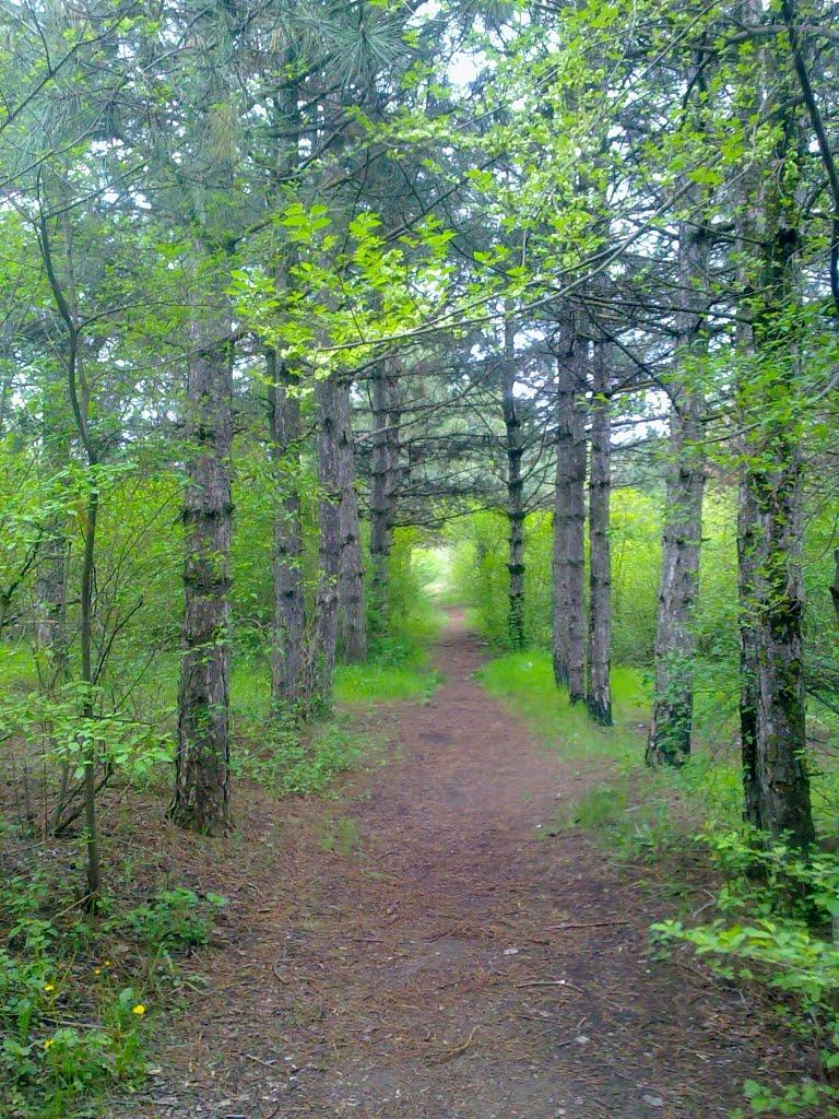 Долинка з panoramio.com - Долинка