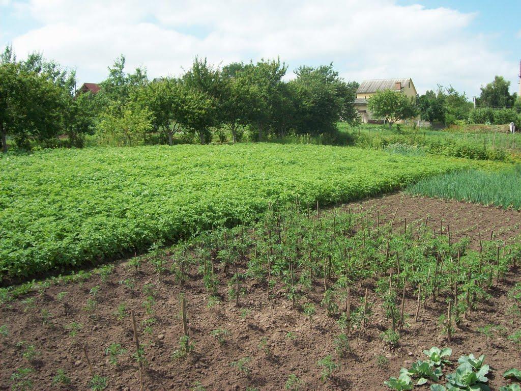 Ясининичі з panoramio.com - Ясининичі