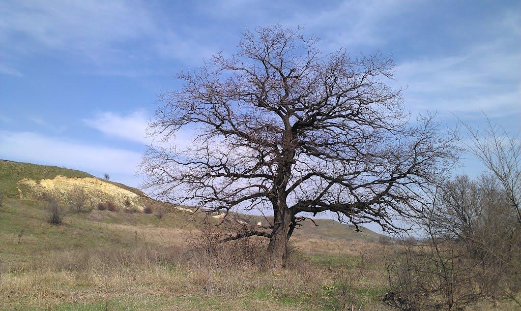 Челюскінець з panoramio.com - Челюскінець