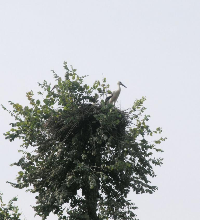 Розкопане з panoramio.com - Розкопане